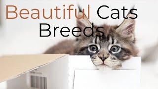 TOP 10 BEAUTIFUL CAT BREEDS | Day Breaker