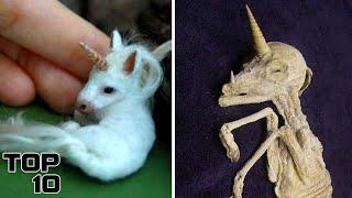 Top 10 Weirdest Animals That Came back From Extinction