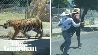 Escaped tiger caught with lasso on streets of Guadalajara