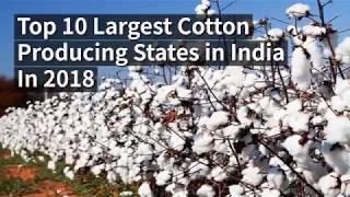 Top 10 Largest Cotton Producing States in India