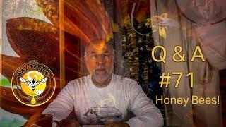 Backyard Beekeeping Questions and Answers #71 Honey Bees Discussed Q & A