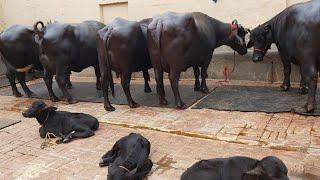 #Forsale #murrahbuffalo and top class
