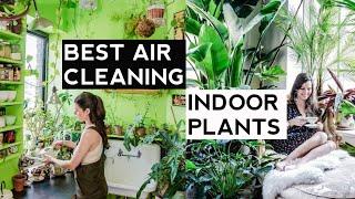 TOP 10 INDOOR PLANTS TO PURIFY THE AIR IN YOUR HOME // Air Cleaning Indoor Plants