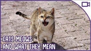 Why Do Cats Meow? Cat Language 101!