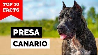 Presa Canario - Top 10 Facts