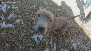 Fennville dogs rescued from the side of the road