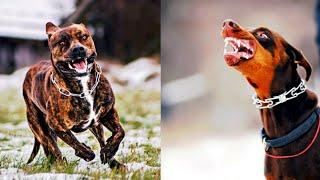 TOP 10 MOST DANGEROUS DOG BREEDS