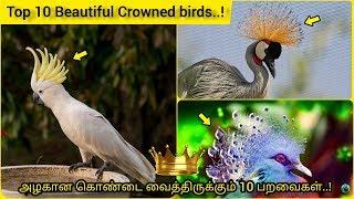 Top 10 Beautiful Crowned birds | Crown head bird | Crown feathers | Tamil | Bioworld