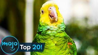 Top 20 Most Intelligent Animals