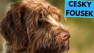 Cesky Fousek - TOP 10 Interesting Facts - Bohemian Wirehaired Pointing Griffon