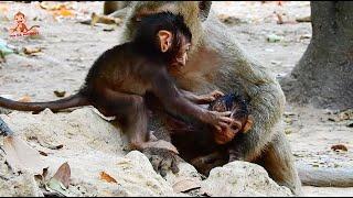 Lucas Hurt Eye angry Bailee disturb, Lucas want go out from Mom Leyla, Lucas so cut baby Monkey.