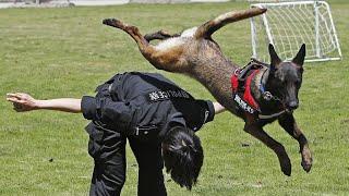 Top 10 Dog Breeds for  Police Work