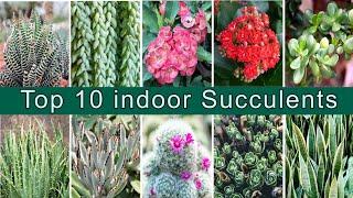Top 10 indoor succulents | Top 10 Air purifying plants | Tension Free World