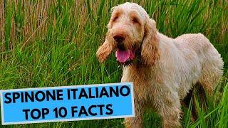 Spinone Italiano - TOP 10 Interesting Facts