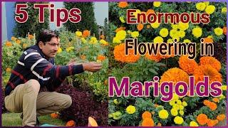 5 Tips to get 5 Times Maximum flowers in Marigold