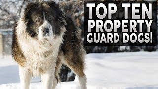 Top 10 Dog Breeds For HOME PROTECTION!