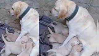 Top quality labrador puppies for sale