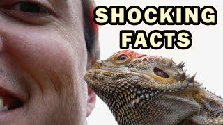 Top 10 facts about Bearded Dragons you didn’t know