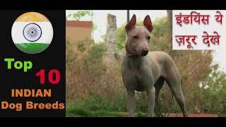 Top 10 Indian Dog Breeds Dog Information : DP : Dog Pedia