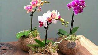 The most Beautiful orchids in the WORLD/top 10 world's best orchids/orchids in the garden amazing.