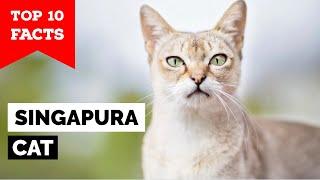 Singapura Cat - Top 10 Facts