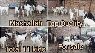 Kota Bakra farm top Quality Kota kids 10 male 1 female total 11 kids ka lot for sale