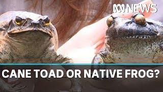 Native frogs are being confused for cane toads in fatal case of mistaken identity | ABC News