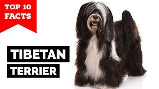 Tibetan Terrier - Top 10 Facts