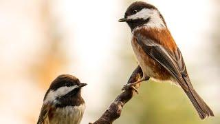 ***Top Ten Cute Birds | Top 10 Beautiful Birds In The World | Birds Playing And Moving***