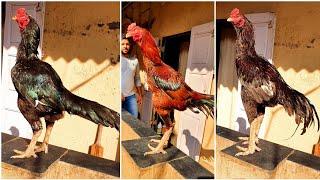 Mehraj Aseel Farm Collection Of Top Quality Roosters