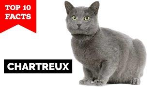 Chartreux - Top 10 Facts