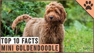 Mini Goldendoodle - Top 10 Facts