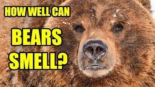 Bears Sense of Smell – How Powerful is a Bear’s Nose?