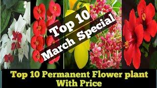 Top 10 Permanent Flower plants with Price.Nursery visit, March Special