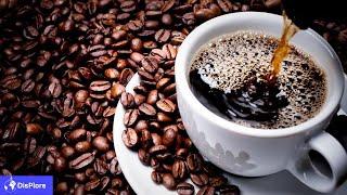 Top 10 Coffee Producing Countries in Africa