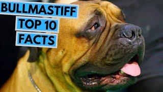 Bullmastiff - TOP 10 Interesting Facts