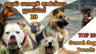 Top 10 guard dogs breeds in the word | ලොව සිටින හොඳම ආරක්ෂක සුනඛයින් 10 .