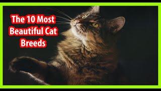 Top 10 Most Beautiful Cat Breeds . The best cats in the world .