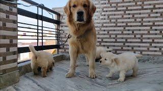 Golden Retriever Puppy with Father Mother in This Video, Doggyz World