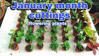 How to grow top 10 flowering and foliage plants in January month flowering in march to April month.