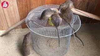 Rat trap homemade with Fan Case / How to make a rat trap