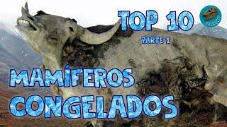 Top 10: Mamíferos congelados (parte 1)