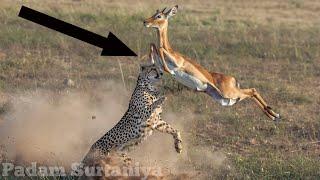 Top 10 Cheetah Attacks|Top 10 Cheetah Hunting|Cheetah Attacks On Gazelle|Cheetah Attack Wildebeest