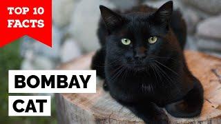 Bombay Cat - Top 10 Facts