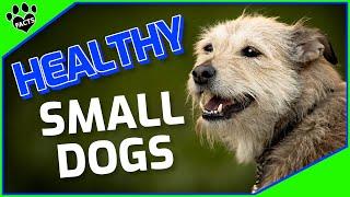 Healthiest Small Dog Breeds