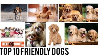 Top 10 Friendly Dogs | Tamil | 5th sense | Deeproottv