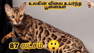 12 விலை உயர்ந்த பூனைகள் | 12 Most expensive cat breeds in the world in tamil | story bytes tamil