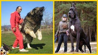 Top 10 Grootste Honden ter Wereld