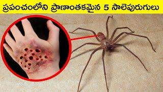 Top 5 Dangerous Spiders in the world | BMC facts | Telugu