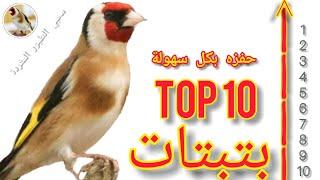 هذه هي Top 10  أروع عشر بتبتات الحسون سمع حسونك والنتيجة : إنفعال خرافي!!! 